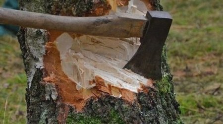 В Азербайджане срубили деревья на 165 000 манатов