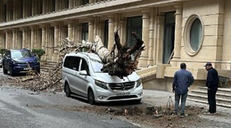 Bakının mərkəzində ağac maşının üzərinə aşıb