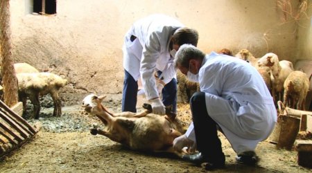 Qarabağda FMB azad zonalarının yaradılması üçün peyvəndləmə işləri başlanılıb