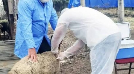 Ət, heyvan və quş cəmdəklərinin ekspertiza aktı əsasında baytarlıq damğası ilə nişanlanması məcburi olacaq