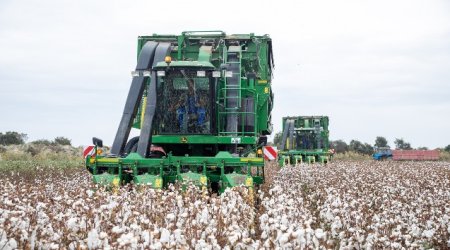 Ən çox pambıq sahələrinə ziyan dəyib - Aqrar Sığorta Fondu
