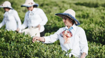 Azərbaycanın çay idxalı azalıb