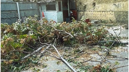 Bakıda ağacların kəsilməsi faktı üzrə 4 nəfər saxlanılıb