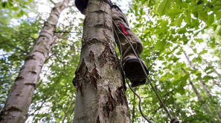Zaqatalada 44 yaşlı kişi ağacdan yıxılaraq ölüb