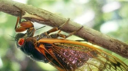 
AQTA: Qəhvəyi mərmər bağacığının qışlama yerlərini məhdudlaşdırmaq üçün təmizləmə işləri aparılmalıdır