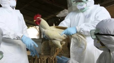 Азербайджан ограничил импорт ряда товаров в связи с птичьим гриппом