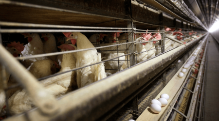 Quş qripi ilə bağlı Azərbaycana bir sıra ölkələrdən malların idxalına məhdudiyyət qoyulub