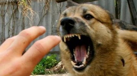 Şəkidə sahibsiz it sürüsü evə hücum edib