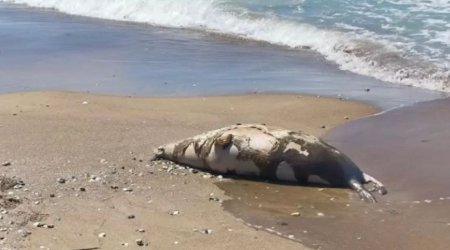 На берегу Каспия обнаружено более десяти туш мертвых тюленей