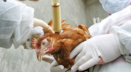 Astarada heyvanlar arasında dabaq xəstəliyi yayılıb