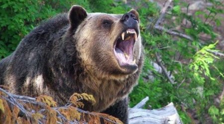 В Губе мужчина пострадал в результате нападения медведя