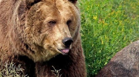 В Нахчыване медведь напал на отца и сына