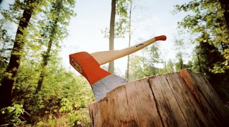 В Баку незаконно вырубили деревья