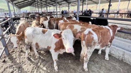 Bu gündən heyvan bazarları müvəqqəti bağlanır