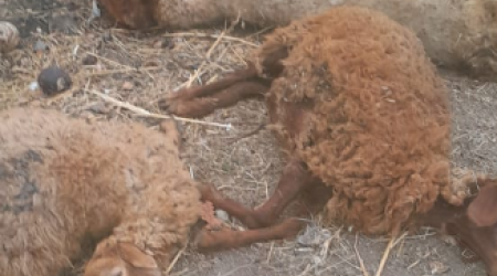 Kürdəmirdə mikroavtobus heyvan sürüsünə çırpılıb, 10 baş qoyun tələf olub