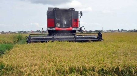 Azərbaycan düyü idxalını azaldıb