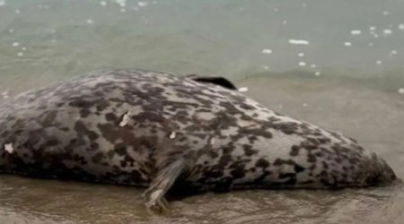 Xəzər sahilində ölü suitilər aşkar edilib