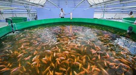 Balıqçılıq və Akvakultura Mərkəzinə dövlət büdcəsindən vəsait ayrılıb