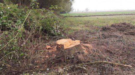 Zərdabda qanunsuz ağac kəsən şəxs saxlanılıb