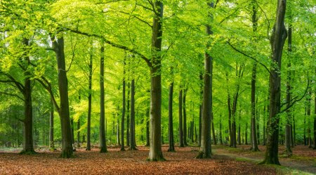 Forestry Service starts tree marking in sensitive forest areas