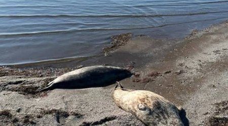 Xəzər dənizinin sahilində onlarla ölü suiti tapılıb