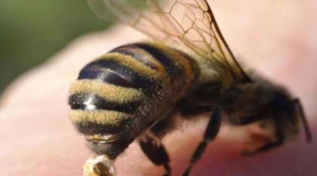 Şahbuzda 66 yaşlı kişi arı sancmasından ölüb