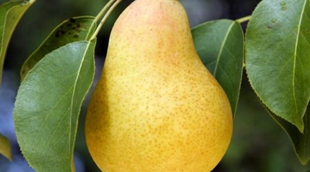 Азербайджан начал экспорт груш в четыре новые страны