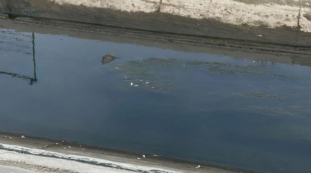 
Samur-Abşeron kanalında balıqların tələf olması ilə bağlı araşdırma aparılır