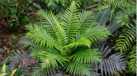 Chinese scientists discover rare earth metals in plants for the first time