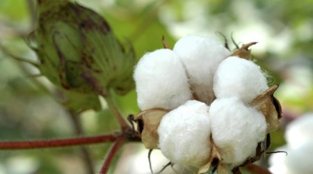 Азербайджан увеличил выпуск хлопковолокна