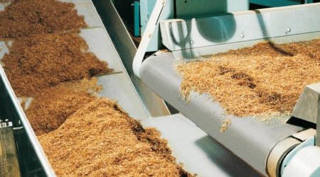 Ölkədə tütün istehsalı azalıb