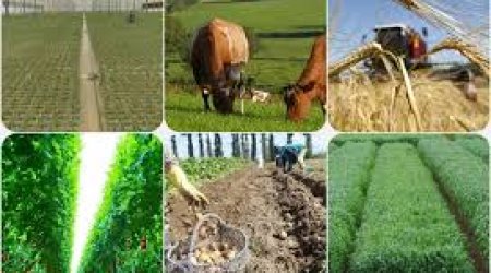 Azərbaycanda kənd təsərrüfatı məhsullarının istehsalçı qiymətləri yüksəlib