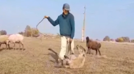 Samuxda heyvana işgəncə verən şəxsməsuliyyətə cəlb edilib