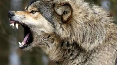 Kürdəmirdə canavarlar kəndə hücum etdi: bir ailənin 16 qoyunu tələf olub