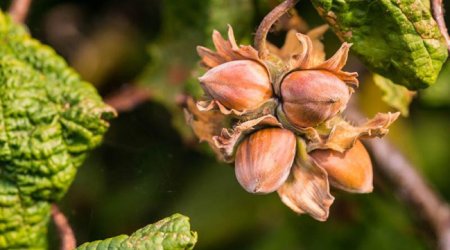 Azərbaycanın meşə fındığı ixracının dəyəri 124,5 milyon manata yüksəlib