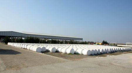 Ağcabədidə pambıq yığımı ötən ilə nisbətən məhsuldarlıq 17% yüksəlib