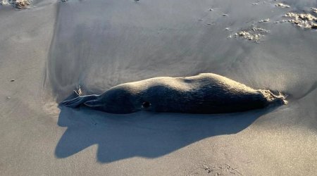 Мертвых тюленей выбросило на берег Каспия
