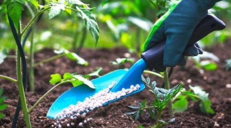 Azərbaycan gübrə idxalını artırıb