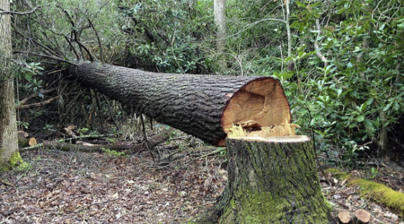 Yasamalda qanunsuz olaraq ağaclar kəsilib
