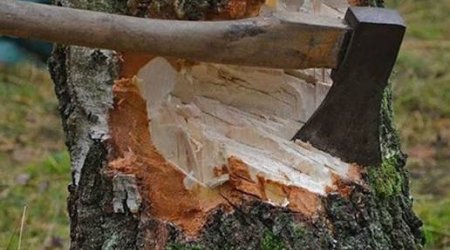 Массовая вырубка зеленых насаждений выявлена в нескольких районах Азербайджана