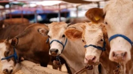 Azərbaycan Gürcüstan heyvanlarının tranzitinə məhdudiyyəti götürdü