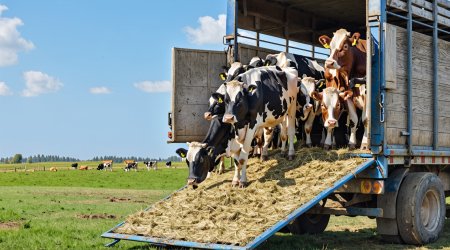 Азербайджан разрешил транзит скота из Грузии