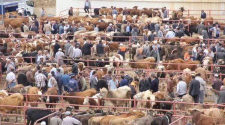 Bərdə heyvan bazarı yaxın günlərdə fəaliyyətə başlayacaq - AQTA