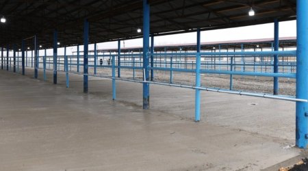 Bərdə heyvan satışı bazarı fəaliyyətini bərpa edib