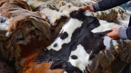 Gön-dərinin toplanması ilə bağlı çətinliklər var