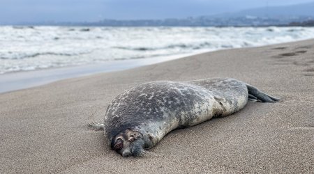 Centre says Caspian seal deaths remain within normal range