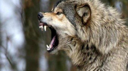 В Шеки пять человек пострадали при нападении волка