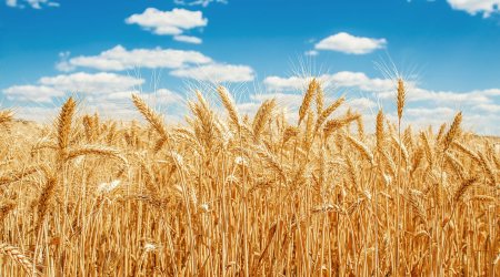 Поставки зерна в Армению вновь идут транзитом через Азербайджан