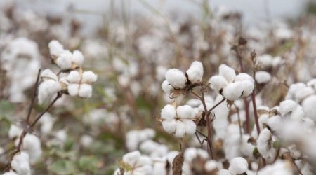 Azərbaycanda pambıq üzrə orta məhsuldarlıq müstəqillik dövrünün rekorduna çatıb