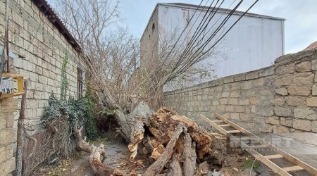 Последствия сильного ветра в Баку: упавшее дерево оставило дома без электричества